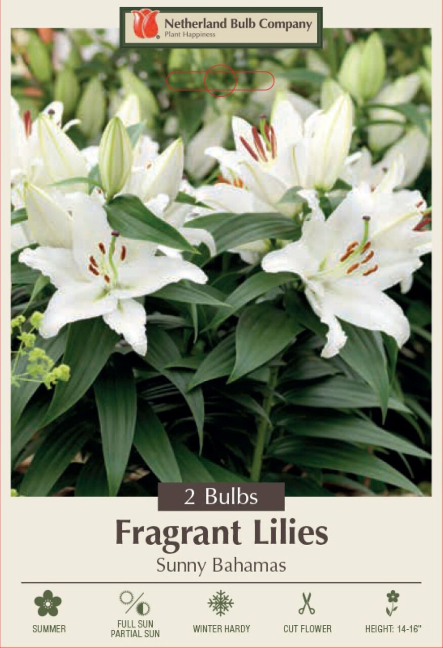 Sunny Bahamas Oriental Lily - 2 Bulbs - 16/18cm - White Blooms